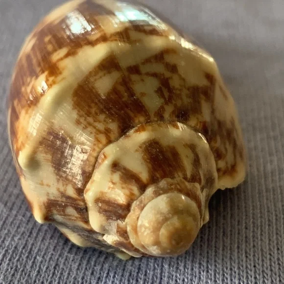 Bat Volute shell - Picture 3 of 7